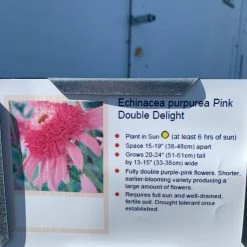 Pandy's Garden Center Echinacea/cone Flower ‘pupurea Pink Double Delight’