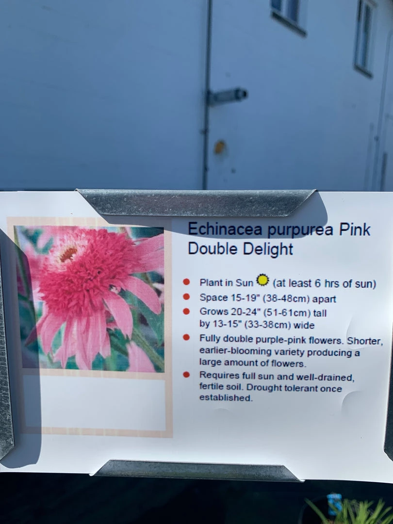 Pandy's Garden Center Echinacea/cone Flower ‘pupurea Pink Double Delight’ 3 Pandy's Garden Center Echinacea/cone Flower ‘pupurea Pink Double Delight’