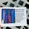 Pandy's Garden Center Delphinium ‘new Millennium Mix’. Sun Perennials
