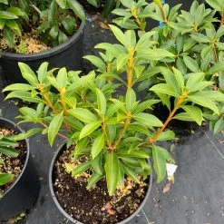 Pandy's Garden Center Mountain Laurel Pinwheel - 3