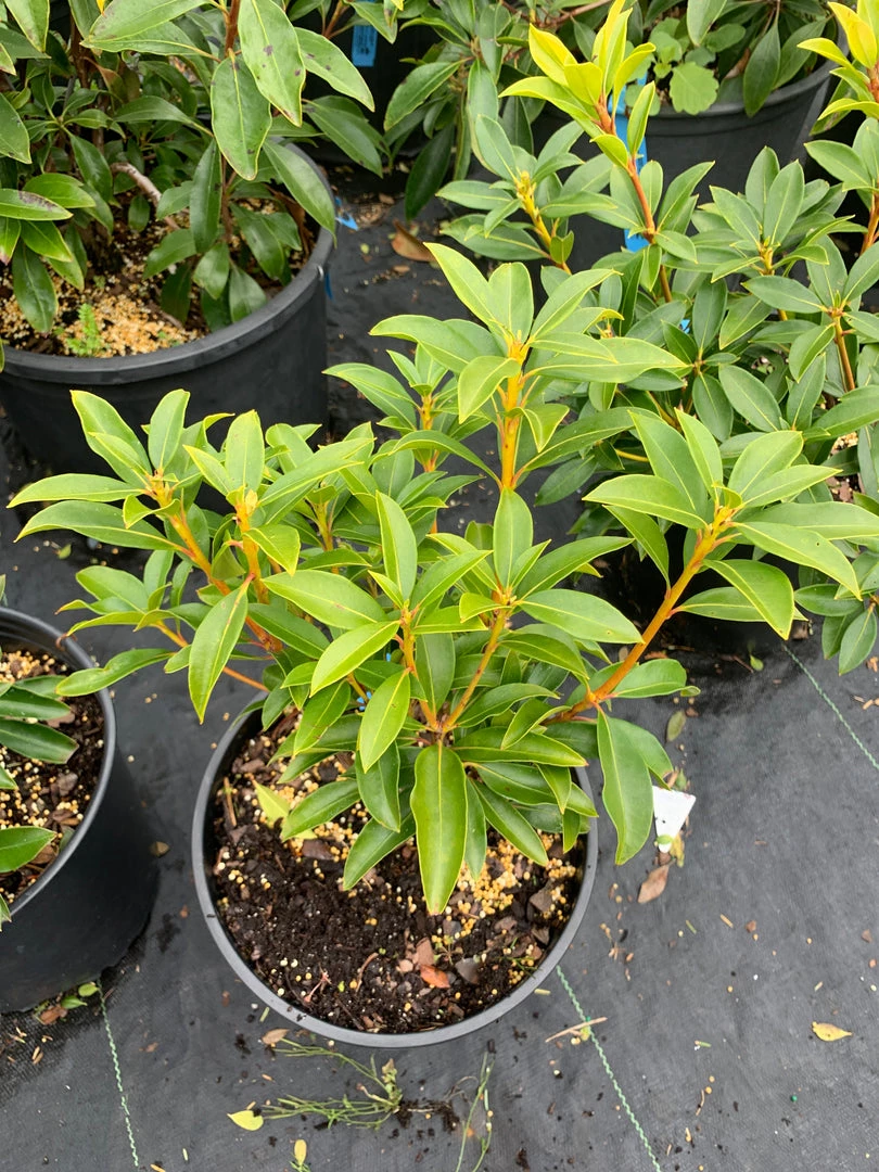 Pandy's Garden Center Mountain Laurel Pinwheel - 3 3 Pandy's Garden Center Mountain Laurel Pinwheel - 3