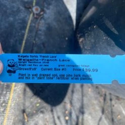 Pandy's Garden Center Weigelia- French Lace Nursery