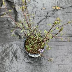 Pandy's Garden Center Clematis’ Sweet Summer Love Perennials 5 Pandy's Garden Center Clematis’ Sweet Summer Love Perennials