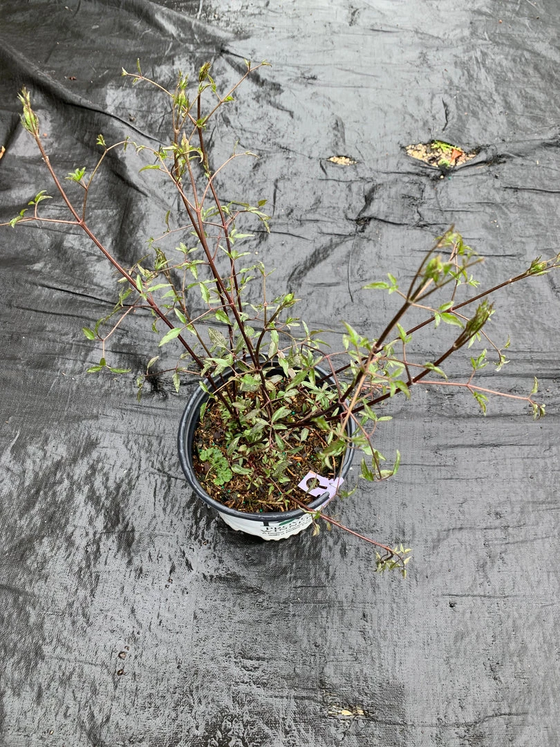 Pandy's Garden Center Clematis’ Sweet Summer Love Perennials 4 Pandy's Garden Center Clematis’ Sweet Summer Love Perennials