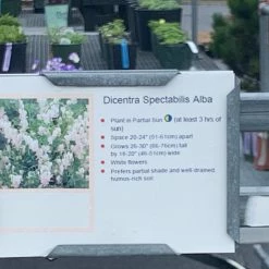 Pandy's Garden Center Perennials Dicentra Spectaculars 'alba' Bleeding Heart White