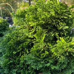 Pandy's Garden Center Hinoki Cypress - Bassett Mini