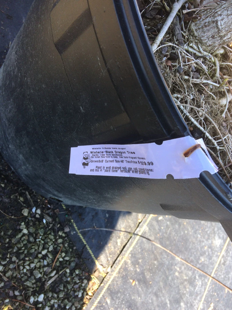 Pandy's Garden Center Nursery Wisteria Black Dragon Tree 4 Pandy's Garden Center Nursery Wisteria Black Dragon Tree