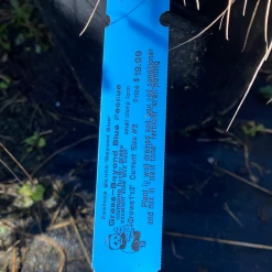 Pandy's Garden Center Beyond Blue Fescue #2 Nursery