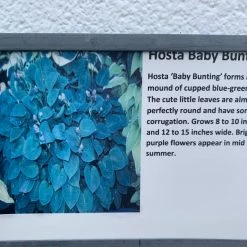 Pandy's Garden Center Hosts ‘baby Bunting’