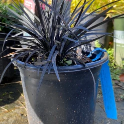 Pandy's Garden Center Mondo Grass House !