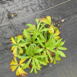 Pandy's Garden Center Hellebores Double Ladies Mix Lenten Rose Perennials 7 Pandy's Garden Center Hellebores Double Ladies Mix Lenten Rose Perennials