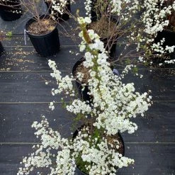 Pandy's Garden Center Nursery Spirea Bridal Wreath C-7 ! 5 Pandy's Garden Center Nursery Spirea Bridal Wreath C-7 !
