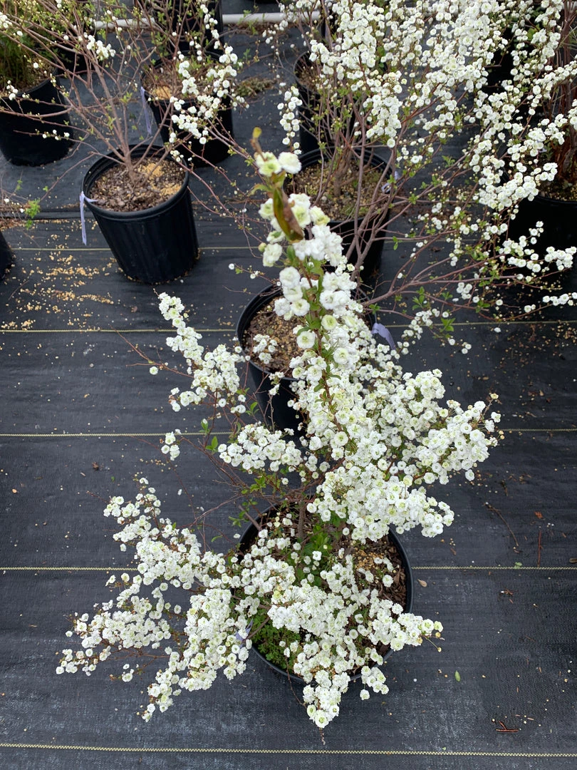 Pandy's Garden Center Nursery Spirea Bridal Wreath C-7 ! 4 Pandy's Garden Center Nursery Spirea Bridal Wreath C-7 !