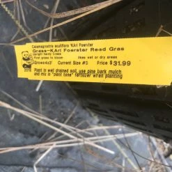 Pandy's Garden Center Karl Forester - Reed Grass Nursery 5 Pandy's Garden Center Karl Forester - Reed Grass Nursery