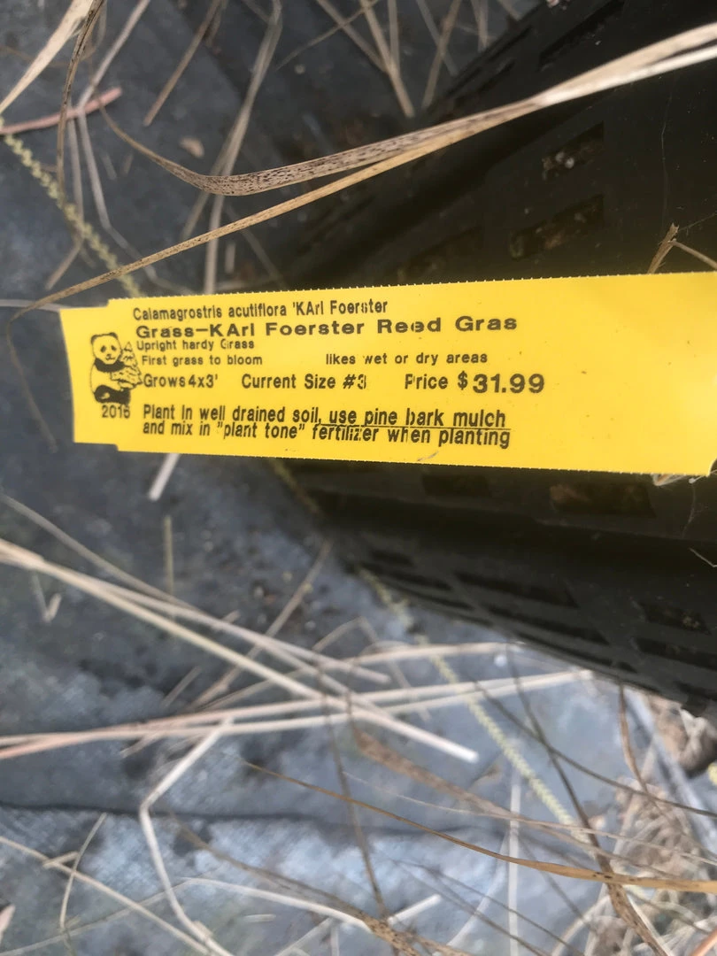 Pandy's Garden Center Karl Forester - Reed Grass Nursery 4 Pandy's Garden Center Karl Forester - Reed Grass Nursery