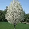Pandy's Garden Center Nursery Flowering Pear Jack Dwarf