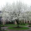 Pandy's Garden Center Nursery Cleveland Select Flowering Pear Tree