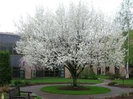 Pandy's Garden Center Nursery Cleveland Select Flowering Pear Tree 3 Pandy's Garden Center Nursery Cleveland Select Flowering Pear Tree