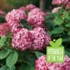Pandy's Garden Center Nursery Hydrangea Invincibelle Ruby