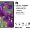 Pandy's Garden Center Iris 'Ensata Variegata' Iris Perennials