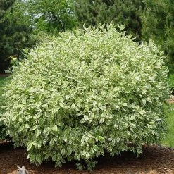 Pandy's Garden Center Dogwood-Ivory Halo Red Twig #7 Nursery