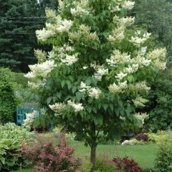 Pandy's Garden Center Japanese Tree Lilac Ivory Silk