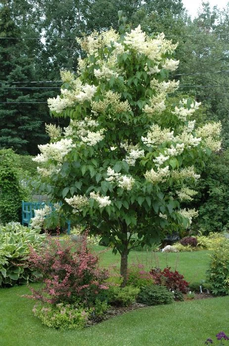 Pandy's Garden Center Japanese Tree Lilac Ivory Silk 3 Pandy's Garden Center Japanese Tree Lilac Ivory Silk