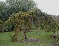 Pandy's Garden Center Jack Pine-Uncle Fogy Weeping #3 Nursery