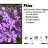 Pandy's Garden Center Phlox ‘Jagger' Tall Garden Phlox Perennials
