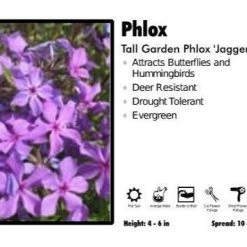 Pandy's Garden Center Phlox ‘Jagger' Tall Garden Phlox Perennials