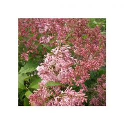 Pandy's Garden Center Nursery Lilac-James Mcfarlane Pink #5