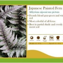 Pandys Garden Center Perennials Athyrium Niponicum Pictum - Japanese Painted Fern