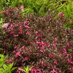 Pandy's Garden Center Weigela Java Red - B1 ! Nursery