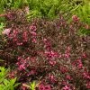 Pandy's Garden Center Nursery Weigela Java Red - B1 !