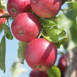Pandy's Garden Center Apple Jonathan Red Semi Dwarf - FT ! Nursery