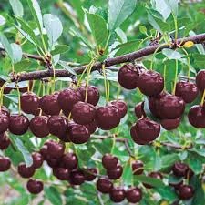 Pandy's Garden Center Cherry - Juliet 3 Pandy's Garden Center Cherry - Juliet