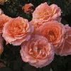 Weeks Roses Rose - Jump For Joy Floribunda Peachy Pink Nursery
