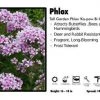 Pandy's Garden Center Phlox ‘Ka-pow Bi Color’ Tall Garden Phlox