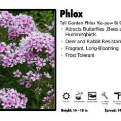Pandy's Garden Center Phlox ‘Ka-pow Bi Color’ Tall Garden Phlox