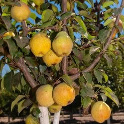 Pandy's Garden Center Pear - Kieffer Semi Dwarf Nursery