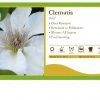 Pandy's Garden Center Clematis 'Kitty' Perennials
