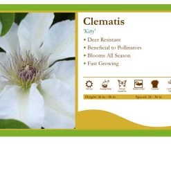 Pandy's Garden Center Clematis 'Kitty' Perennials