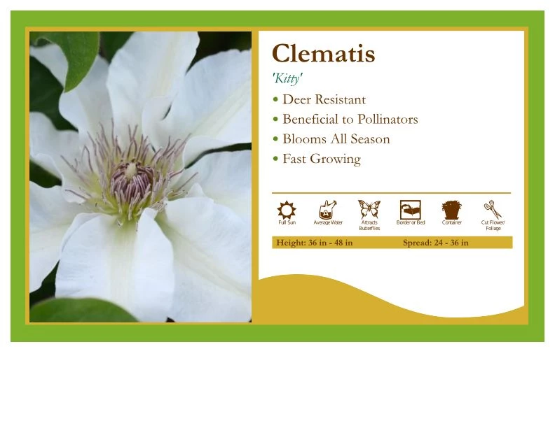 Pandy's Garden Center Clematis 'Kitty' Perennials 3 Pandy's Garden Center Clematis 'Kitty' Perennials