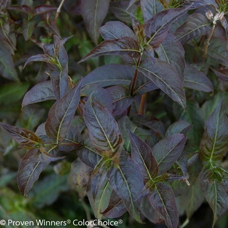 Pandy's Garden Center Diervilla Kodiak Black Bush Honeysuckle 3 Pandy's Garden Center Diervilla Kodiak Black Bush Honeysuckle