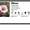 Pandy's Garden Center Hibiscus 'Kopper King'