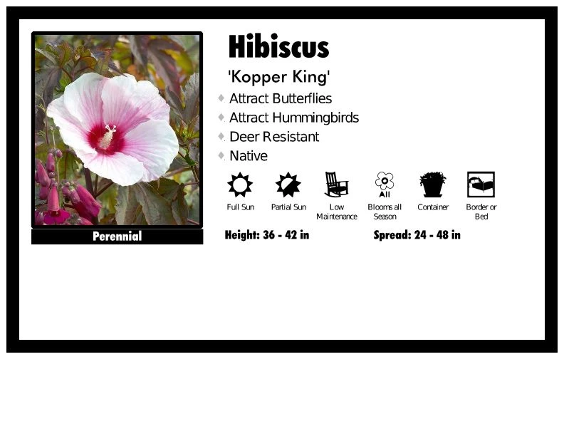 Pandy's Garden Center Hibiscus 'Kopper King' 3 Pandy's Garden Center Hibiscus 'Kopper King'