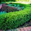 Pandy's Garden Center Boxwood - Dwarf Korean