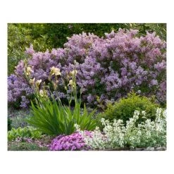 Pandy's Garden Center Lilac - Korean Dwarf 5 Pandy's Garden Center Lilac - Korean Dwarf