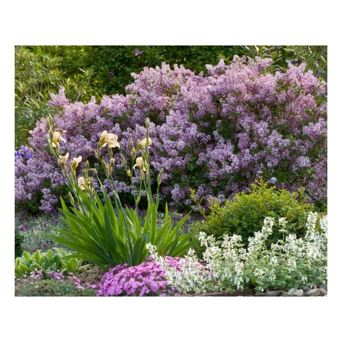 Pandy's Garden Center Lilac - Korean Dwarf 4 Pandy's Garden Center Lilac - Korean Dwarf