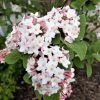 Pandy's Garden Center Viburnum - Korean Spice